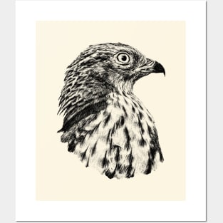 Honey buzzard Posters and Art